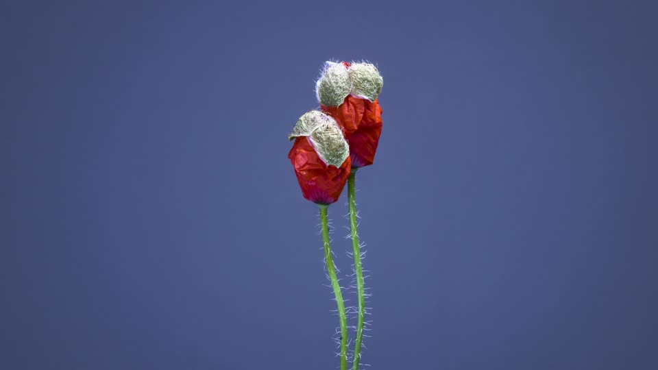Poppy blossom bloom