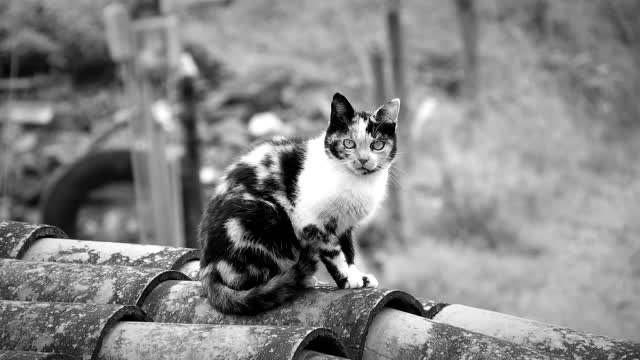 Black and white cat feline