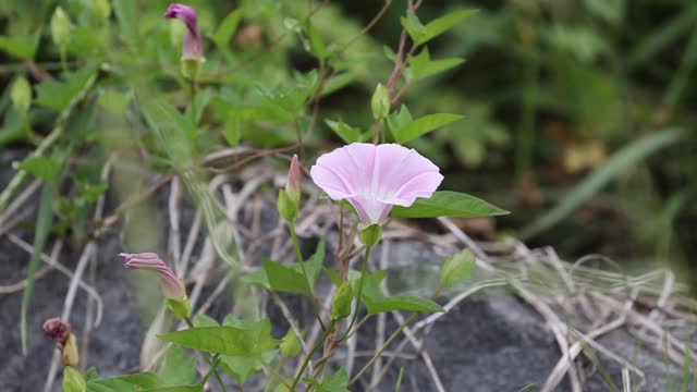 Bindweed bee wind