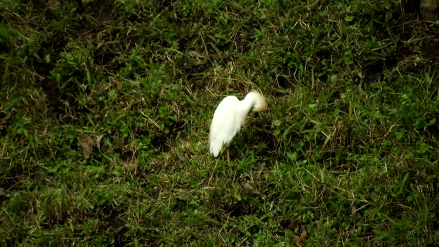 Nature bird heron