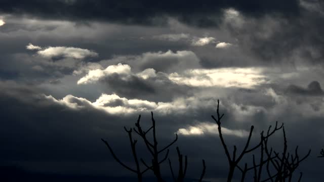 Black and white tree cloud