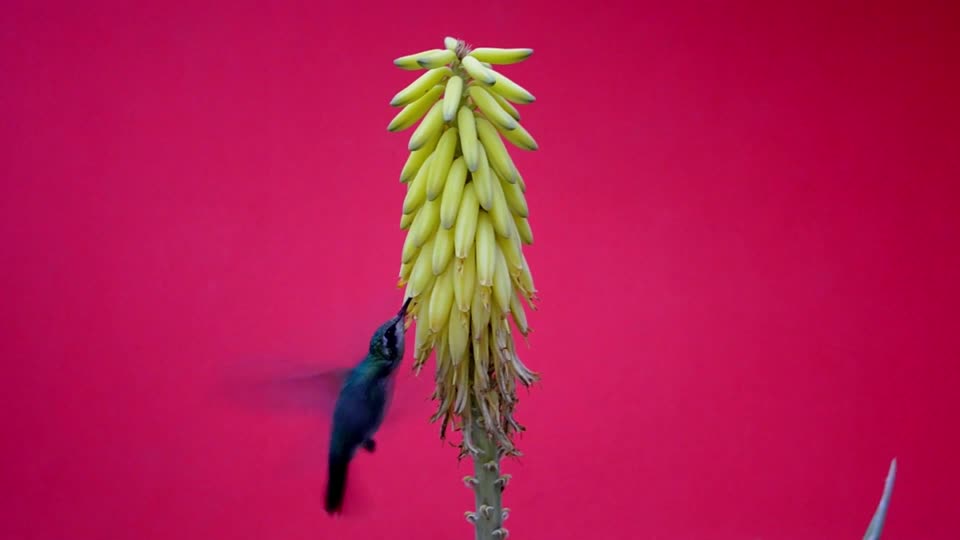 Colibri bird nature
