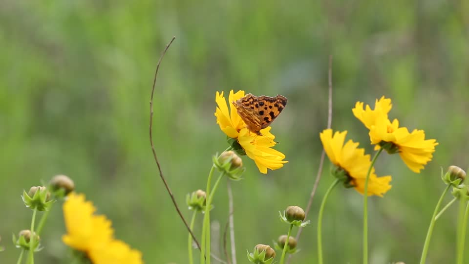 Butterfly nature flowers