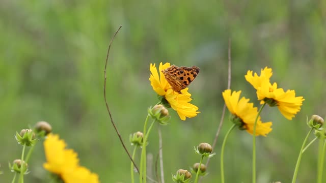 Butterfly nature flowers