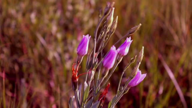Wild flowers wind field