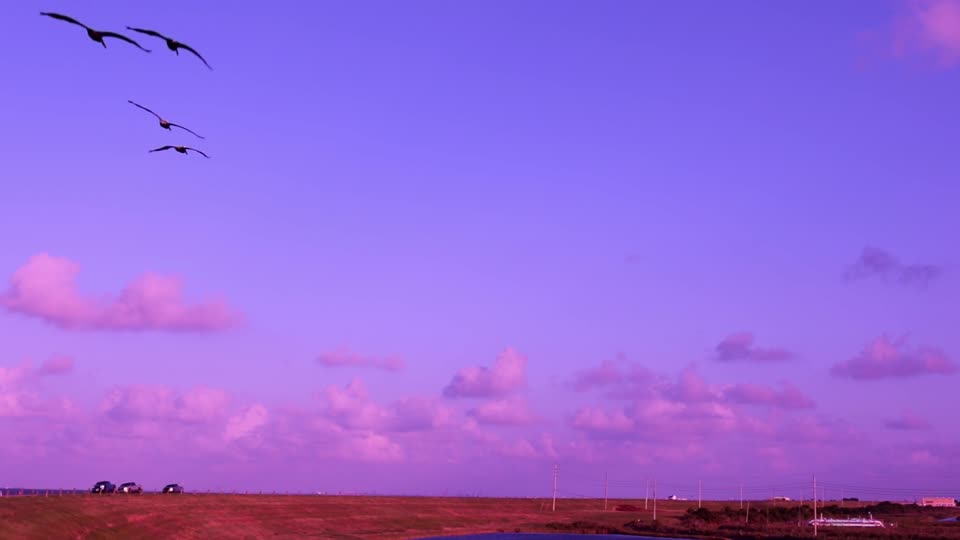 Wildlife sunset nature