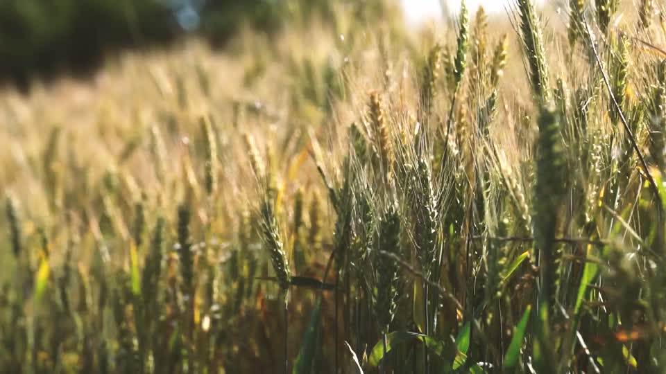 Wheat spike ear of wheat