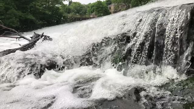 Waterfall forest fish