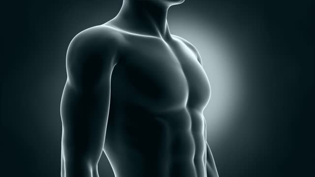 Body human man