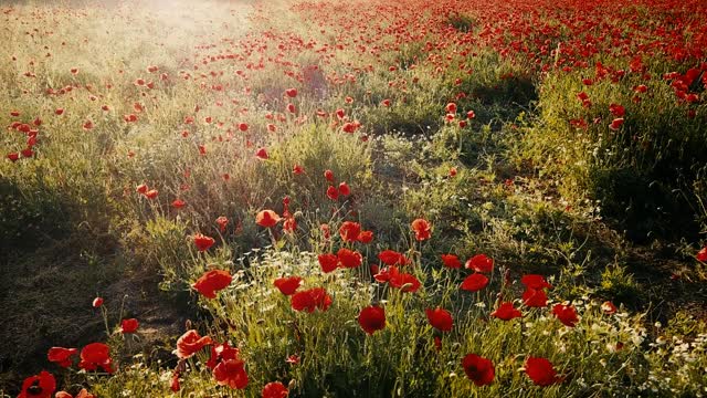 Poppy field poppy field