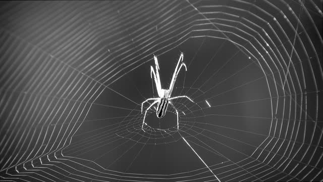 Macro black and white web