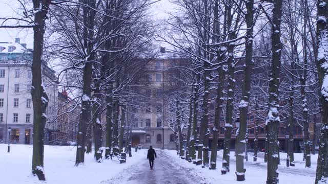 Trees snow perspective