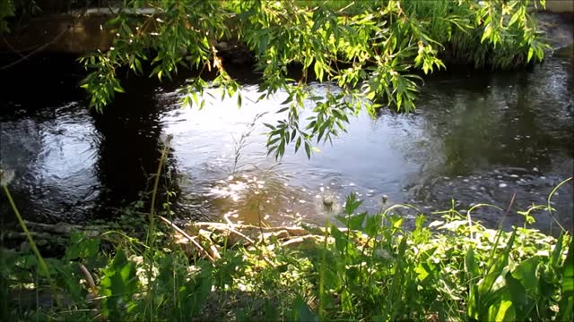 Creek water nature