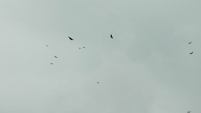 Birds flights flying