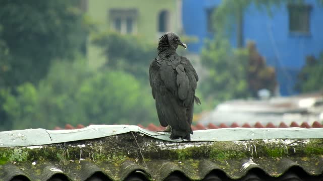Bird buzzard vulture