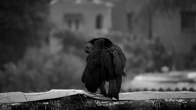 Vulture buzzard cool