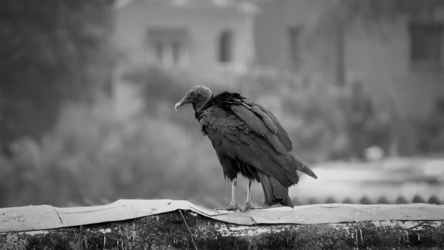 Bird buzzard colombia