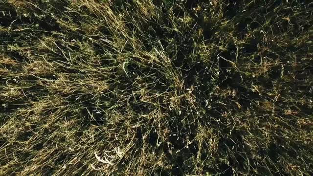 Grass field flight
