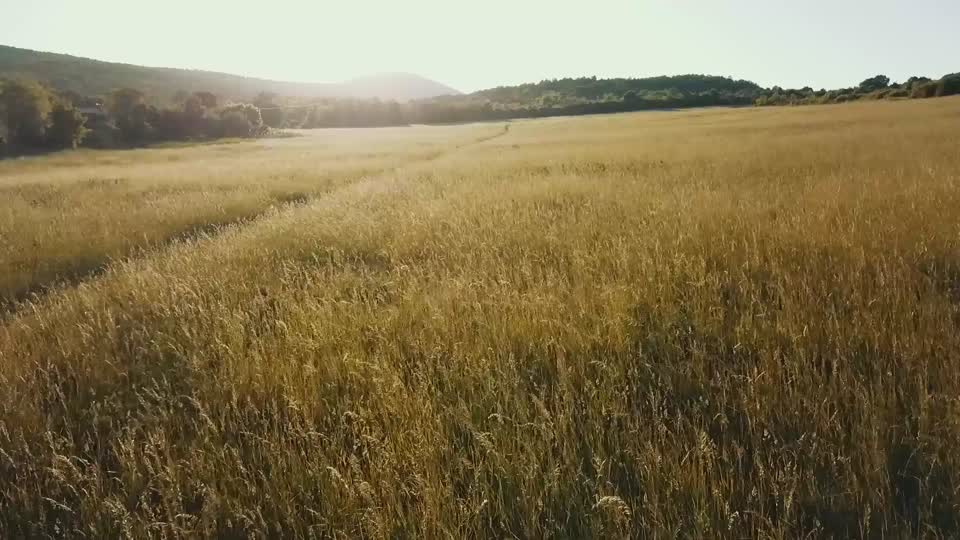 Field flight sunlight