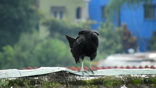 Bird buzzard vulture