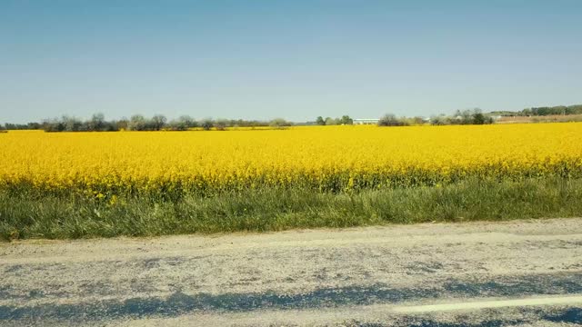 Yellow flowers nature spring