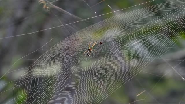 Spider nature insect