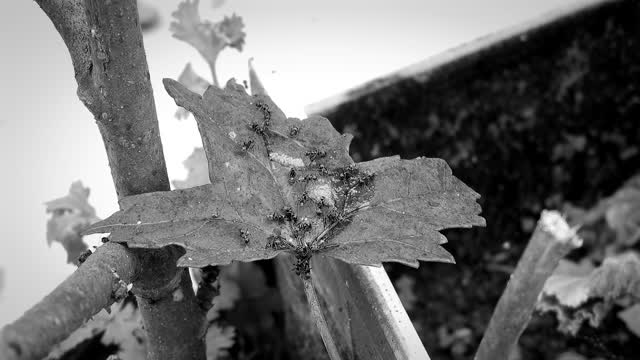 Black and white leaf ants