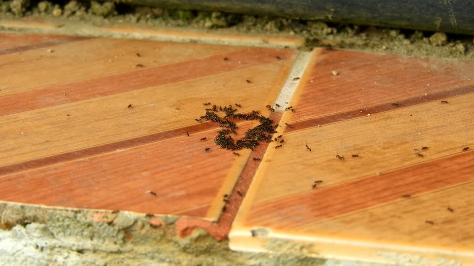 Insects ants collection