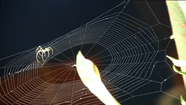 Yard spider arachnid