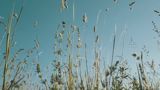 Field grass meadow