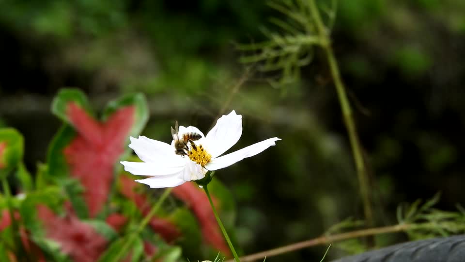 Nature yard flower