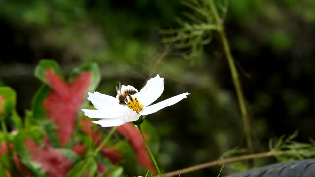 Nature yard flower