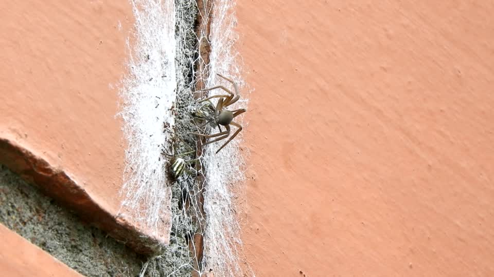 Spider insect arachnid