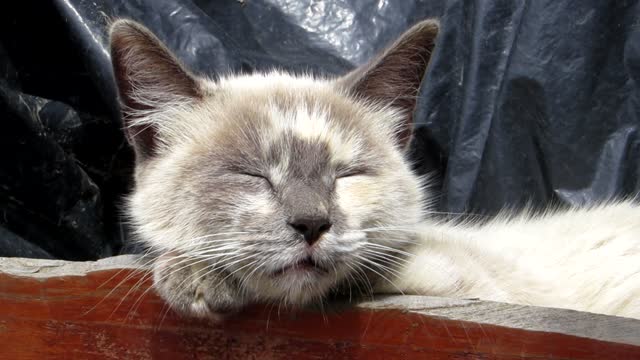 Animal cat resting