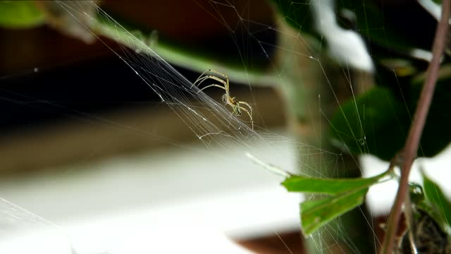 Insect spider web