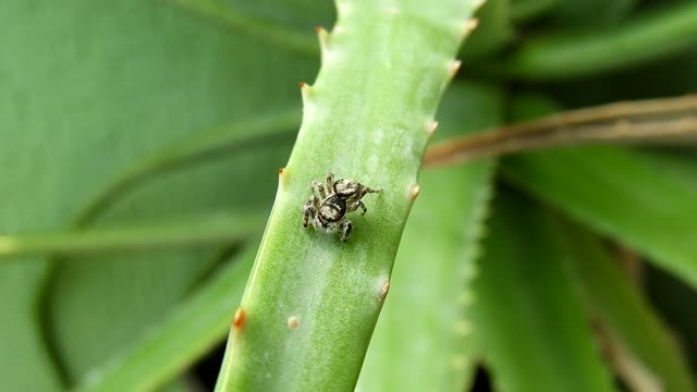 Insect spider nature