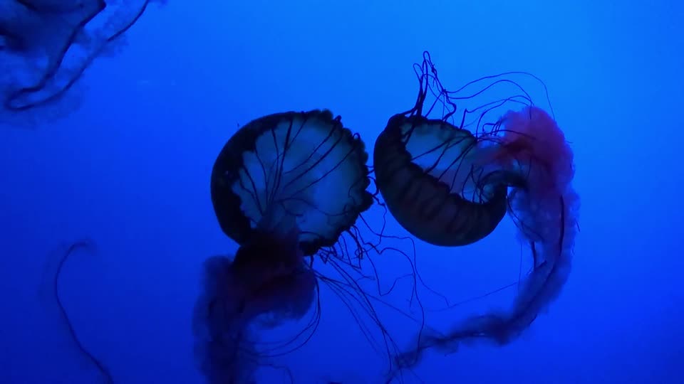 Jelly fish ocean sea