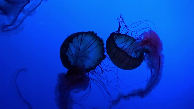 Jelly fish ocean sea