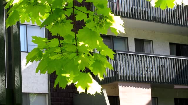 Maple leaves spring apartment building