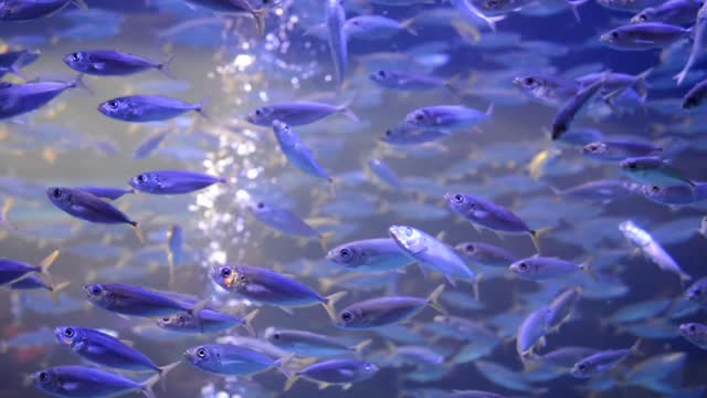 Fishes small aquarium