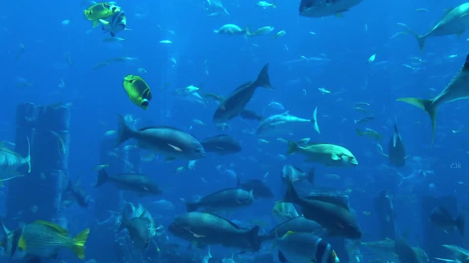 Smelled stingray fishes