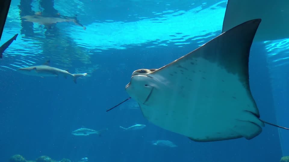 Smelled stingray underwater
