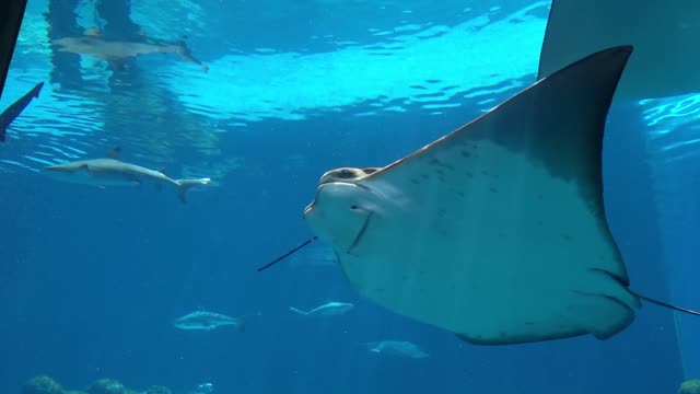 Smelled stingray underwater