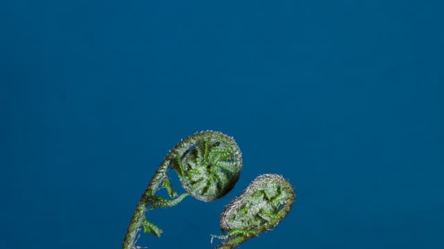Fern fern leaf worm fern