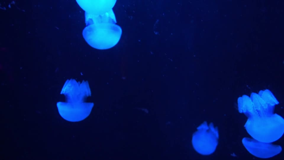 Jellyfish root mouth jellyfish underwater