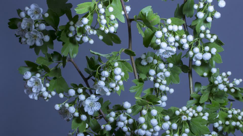 Hawthorn blossoms to flourish