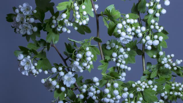 Hawthorn blossoms to flourish