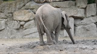 Elephant elephant playing trumpet