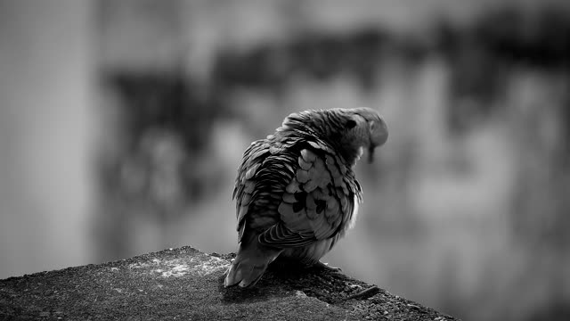Paloma bird colombia
