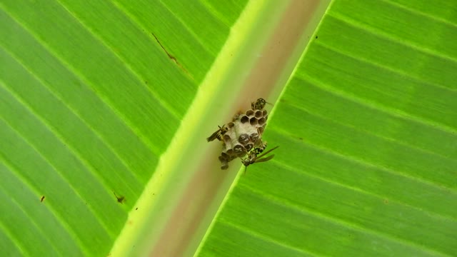 Nature insects wasps